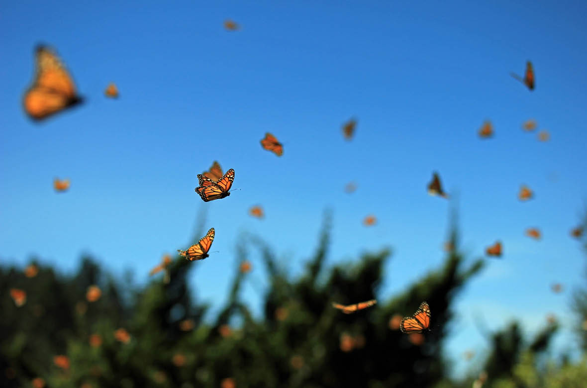 Millions of monarch butterfly flying in Rosario, Mexico