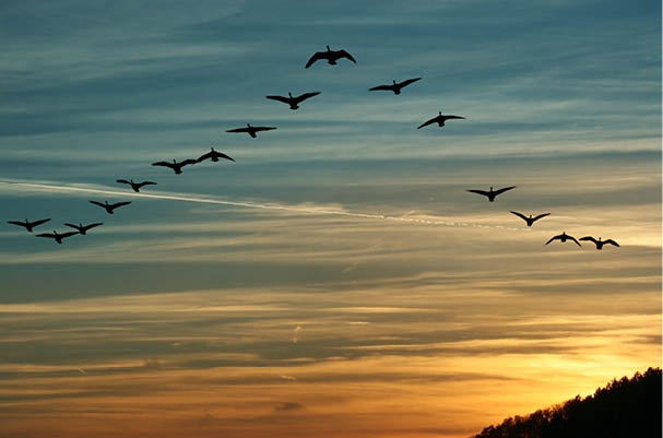 flock of migrating canada geese flying at sunset in a V formation