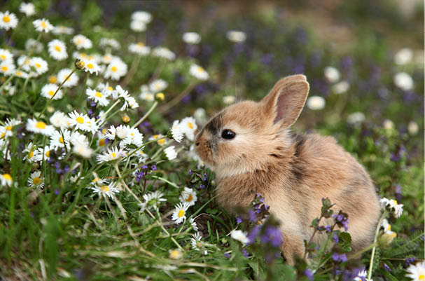 Cute bunny rabbit in colorful meadow