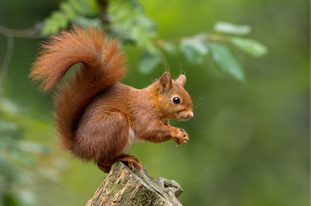 Red Squirrel