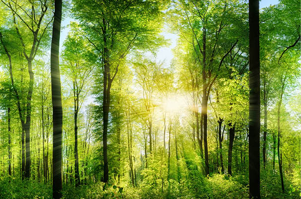 Panorama of a scenic forest of fresh green deciduous trees with the sun casting its rays of light through the foliage