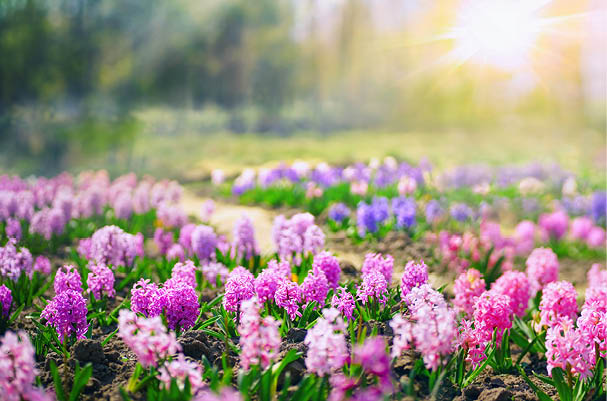 Spring glade in forest with flowering pink and purple hyacinths in sunny day in nature  Colorful natural spring landscape with with flowers, soft selective focus 