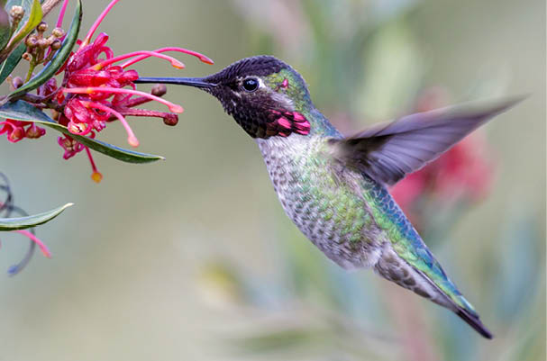 Anna's Hummingbird adult male hovering and feeding  Santa Cruz, California, USA 