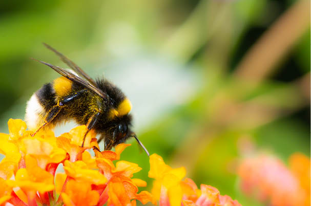 Macro of a Northern white-tailed bumblebee (Bombus magnus) on a lantana flower
