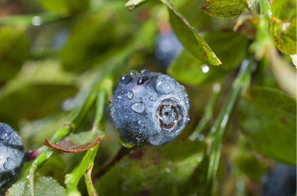 Blueberries closeup with water drops on the berries after rain 