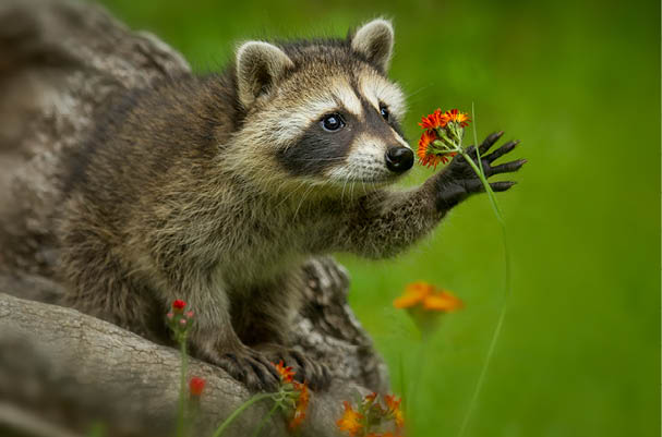 Raccoon in Minnesota under controlled conditions Agnieszka Bacal 