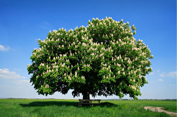 Nicely Shaped Chestnut Tree in Full Bloom on Meadow in Spring Landscape under Blue Sky