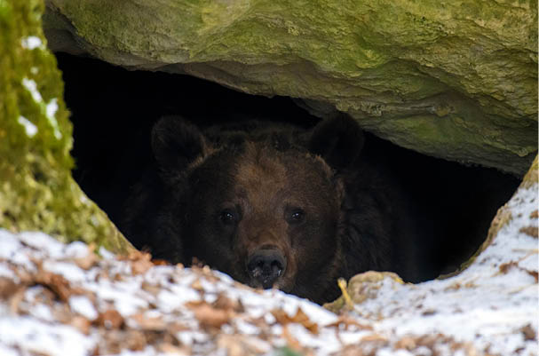 The brown bear (Ursus arctos) looks out of its den in the woods under a large rock in winter 