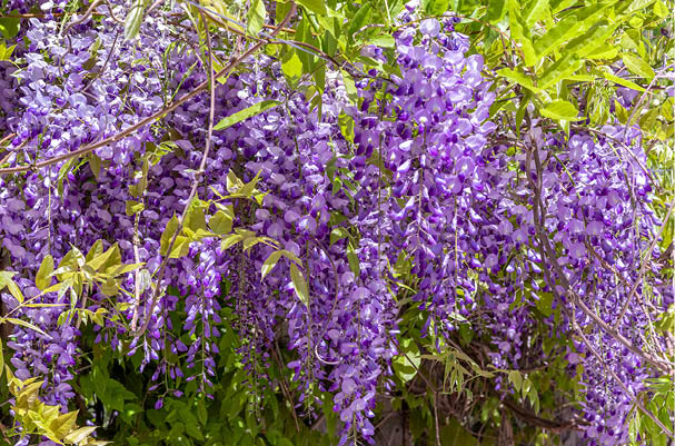 Wisteria in bloom  Tender young wisteria vine  Selective focus  Tender young wisteria vine  Selective focus