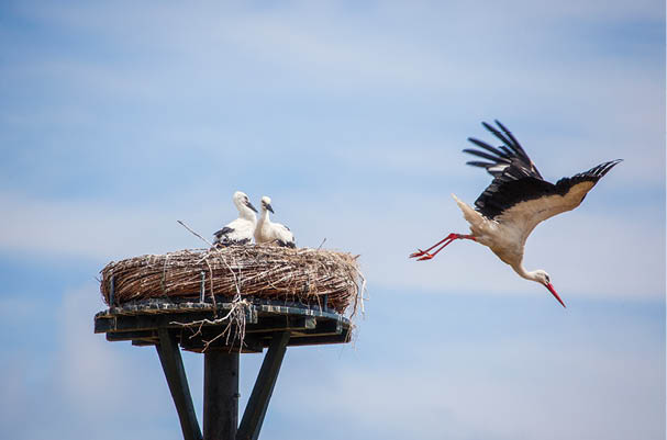 Mother storck leaving the nest searching for food with two young baby storcks looking and waiting for her