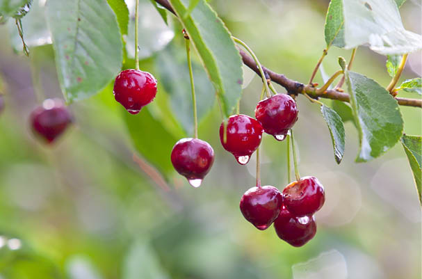 Cherry in the morning dew