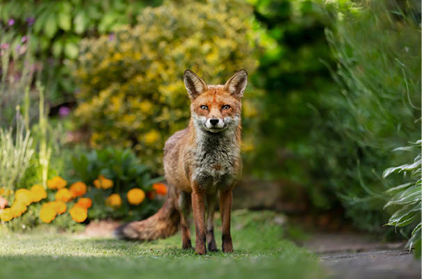 Close up of a red fox (Vulpes vulpes) standing on green grass in an urban garden, United Kingdom 