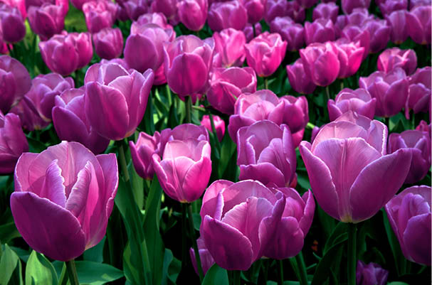 Group purple tulips  Spring landscape 