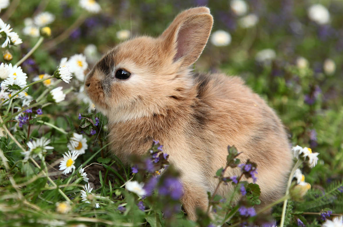 Cute bunny rabbit in colorful meadow