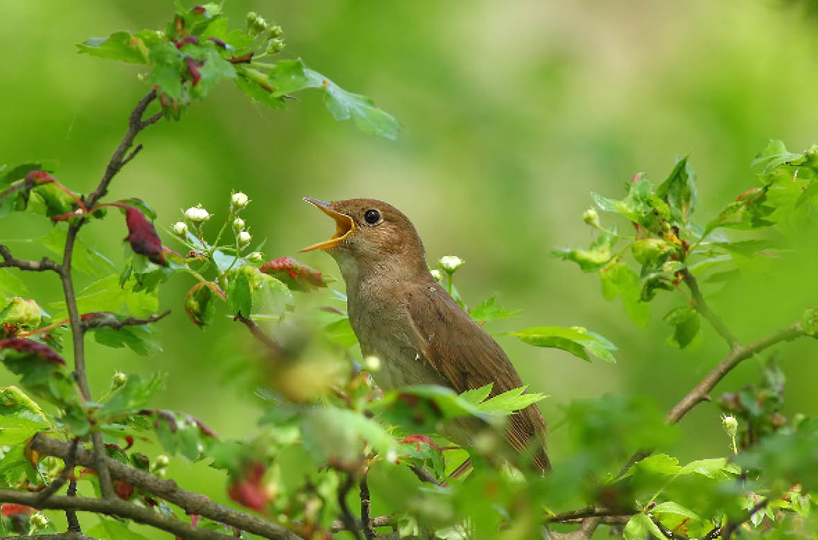 Nightingale singing on a flowering branch