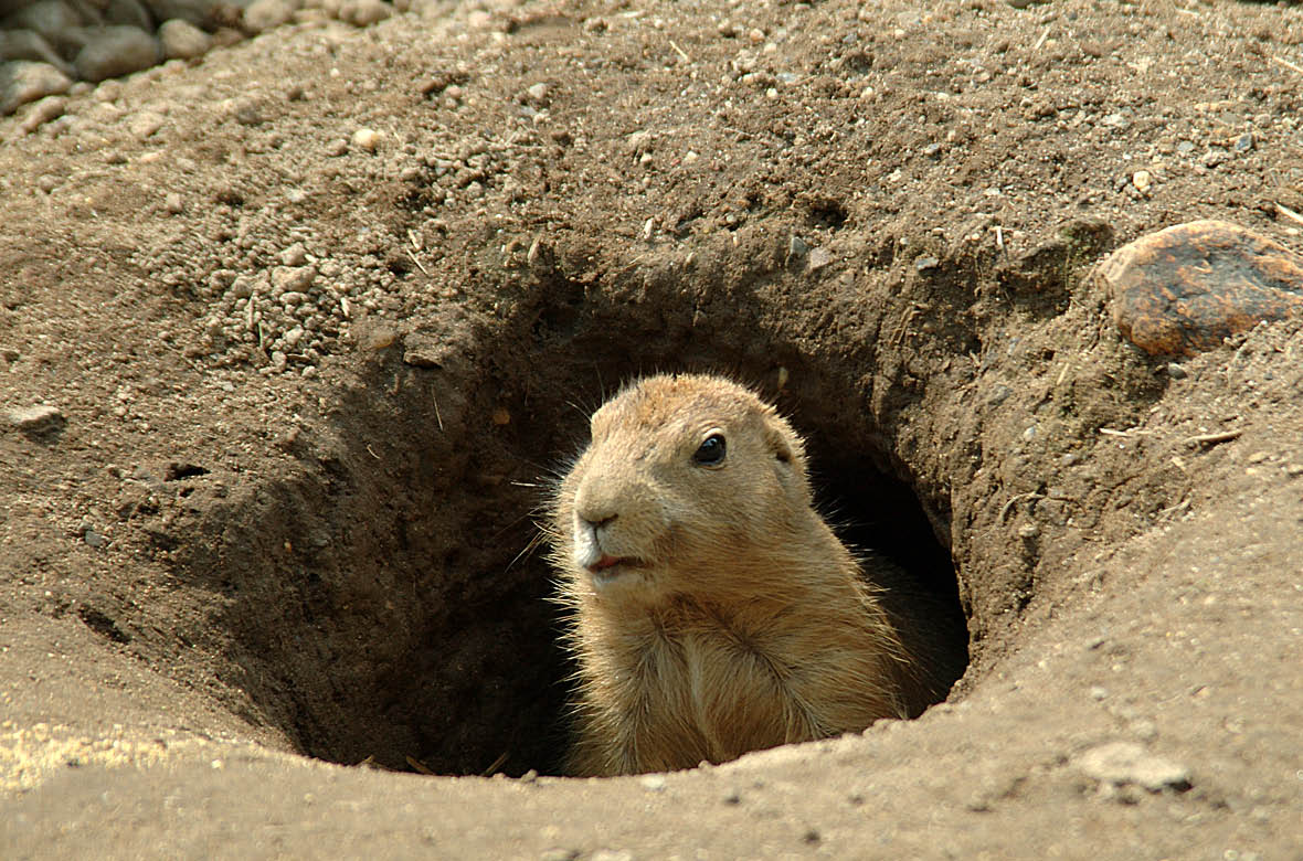 Groundhog in the hole
