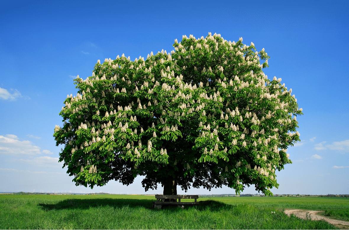 Nicely Shaped Chestnut Tree in Full Bloom on Meadow in Spring Landscape under Blue Sky