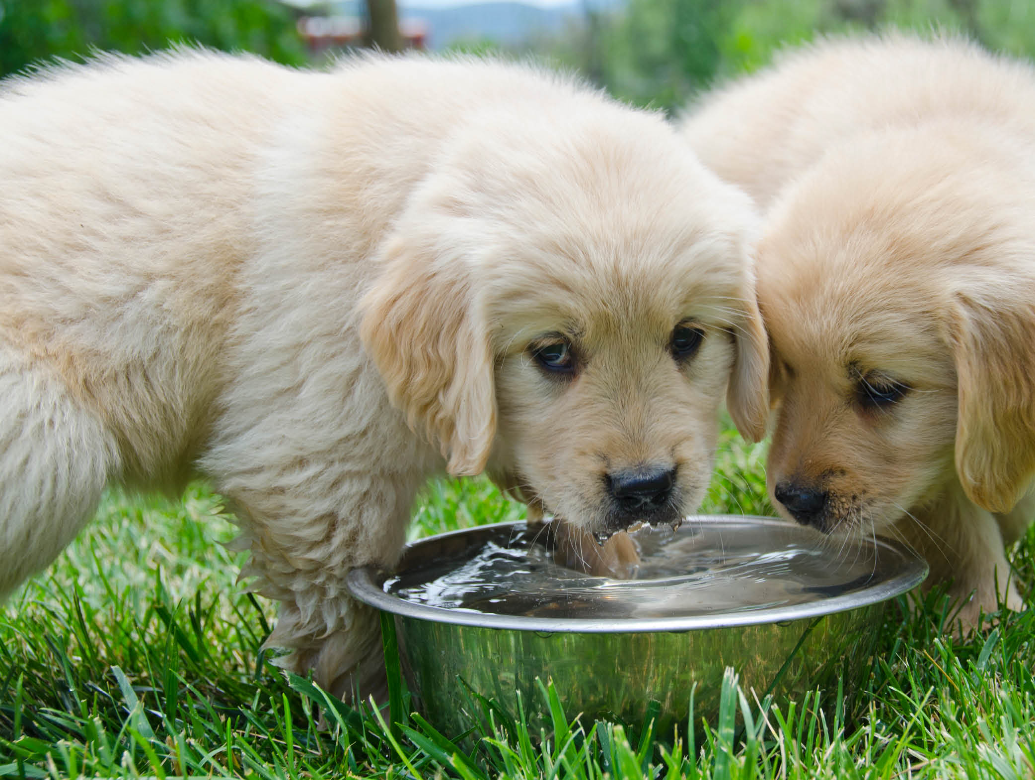 Two six week old Golden Retriever puppies share a water dish, with one of the puppies looking straight at the camera.