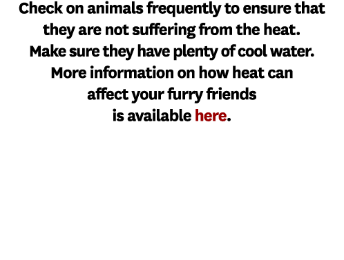Check on animals frequently to ensure that they are not suffering from the heat. Make sure they have plenty of cool w...