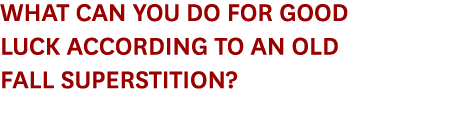 What can you do for good luck according to an old Fall superstition?