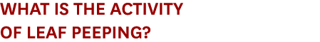 What is the activity of leaf peeping?