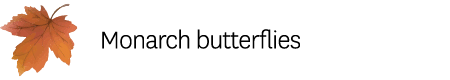  Monarch butterflies